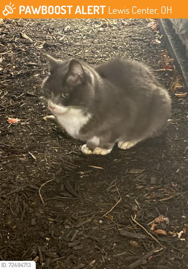 Found/Stray Unknown Cat last seen S Old State Road, Lewis Center, OH 43035