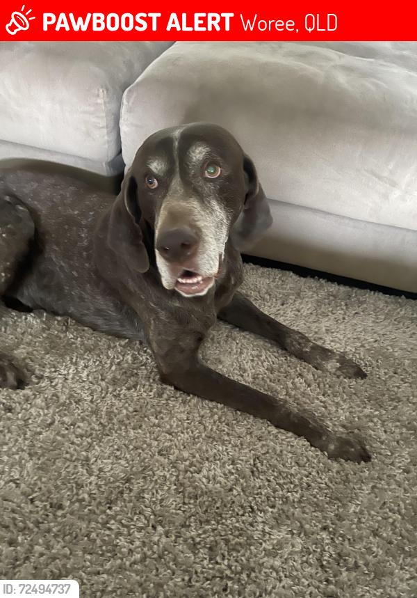Lost Male Dog last seen Toodood Rd , Woree, QLD 4868