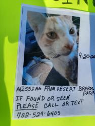 Lost Male Cat last seen Spring MTN/DESERT BREEZE PARK CALL OR TEXT, Las Vegas, NV 89117