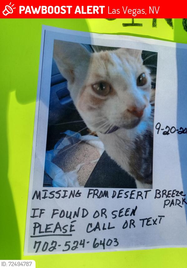 Lost Male Cat last seen Spring MTN/DESERT BREEZE PARK CALL OR TEXT, Las Vegas, NV 89117