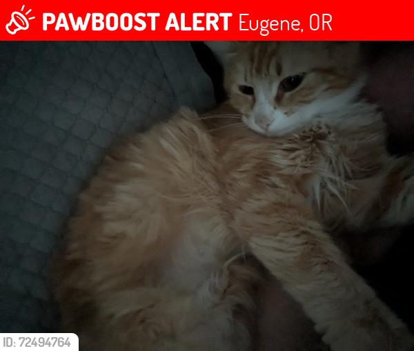 Lost Female Cat last seen Royal Ave by the church, Eugene, OR 97402
