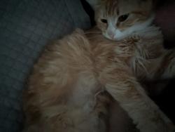 Lost Female Cat last seen Royal Ave by the church , Eugene, OR 97402