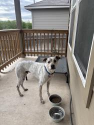 Lost Male Dog last seen Frontage roads, La Feria, TX 78559