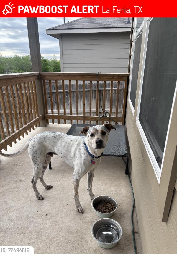 Lost Male Dog last seen Frontage roads, La Feria, TX 78559