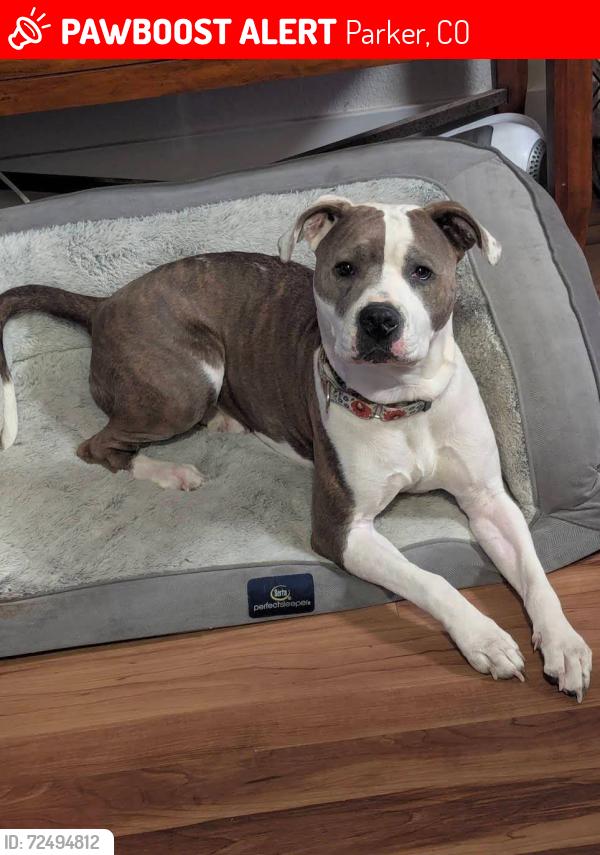 Lost Female Dog last seen Parker, Parker, CO 80138