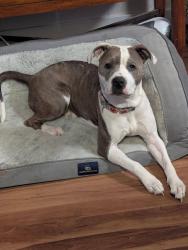 Lost Female Dog last seen Parker, Parker, CO 80138
