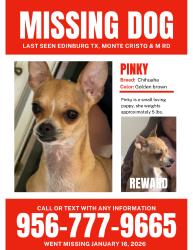 Lost Female Dog last seen El ronco servi-car, Edinburg, TX 78542