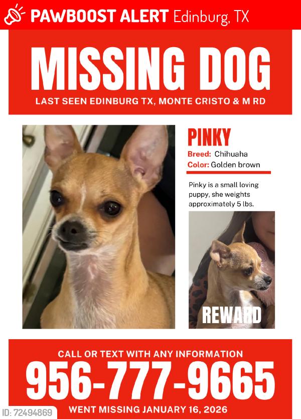 Lost Female Dog last seen El ronco servi-car, Edinburg, TX 78542