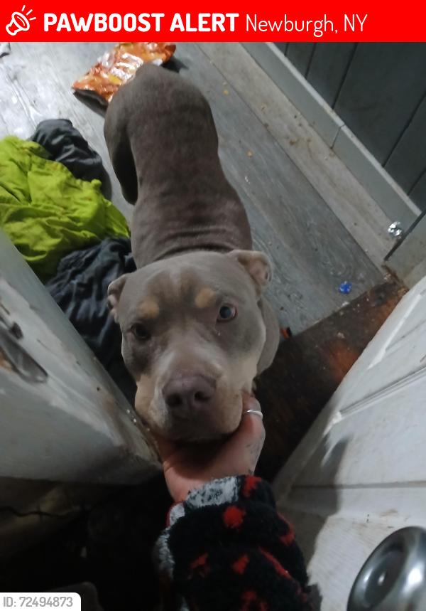 Lost Male Dog last seen Brooke dr carter ave, Newburgh, NY 12550