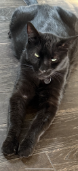 Lost Male Cat last seen Mandan and soledaf, Santa Clarita, CA 91351
