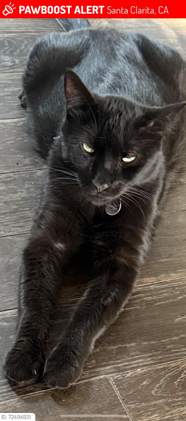 Lost Male Cat last seen Mandan and soledaf, Santa Clarita, CA 91351
