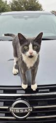 Lost Male Cat last seen Sherman, Fort Worth, TX 76106