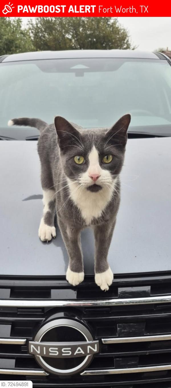 Lost Male Cat last seen Sherman, Fort Worth, TX 76106