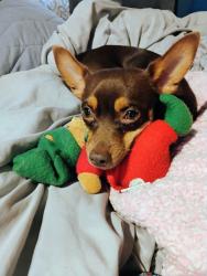 Lost Male Dog last seen Mt Vernon and California/Edison hwy , Bakersfield, CA 93301