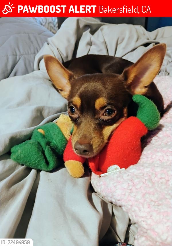 Lost Male Dog last seen Mt Vernon and California/Edison hwy , Bakersfield, CA 93301