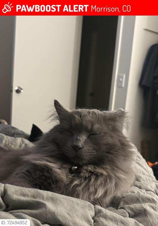 Lost Male Cat last seen Simms and West Quinn dr, Morrison, CO 80465