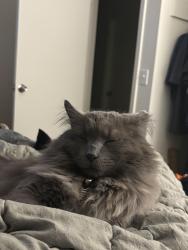 Lost Male Cat last seen Simms and West Quinn dr, Morrison, CO 80465