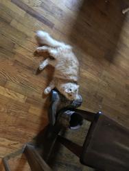 Lost Male Cat last seen Jackson Rd and Paynes Mill Rd in Bumpass , Bumpass, VA 23024