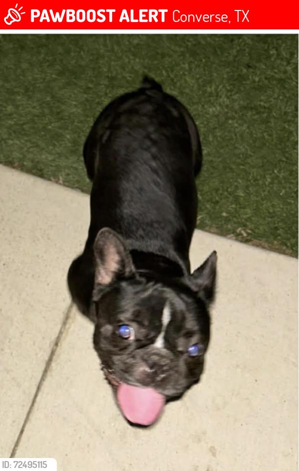 Lost Female Dog last seen Margarita loop , Converse, TX 78109