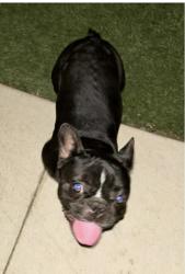 Lost Female Dog last seen Margarita loop , Converse, TX 78109