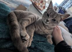 Lost Female Cat last seen Chester, VA, Chester, VA 23831