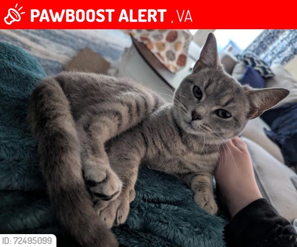 Lost Female Cat last seen Chester, VA, Chester, VA 23831