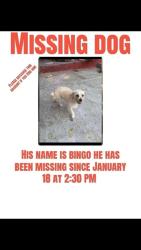 Lost Male Dog last seen Eastlake Ave, Los Angeles, CA 90031