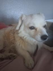 Lost Male Dog last seen North rialto by willow village apmts, Rialto, CA 92376
