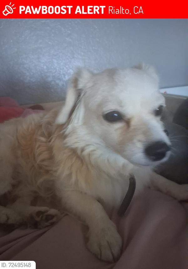 Lost Male Dog last seen North rialto by willow village apmts, Rialto, CA 92376