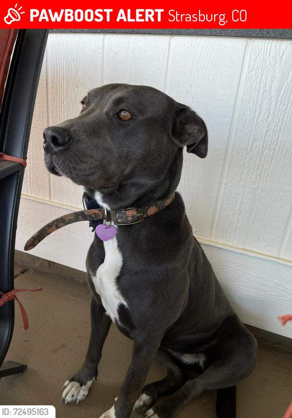 Lost Female Dog last seen five acres park , strasburg co , Strasburg, CO 80136