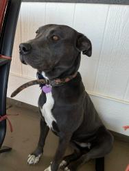 Lost Female Dog last seen five acres park , strasburg co , Strasburg, CO 80136