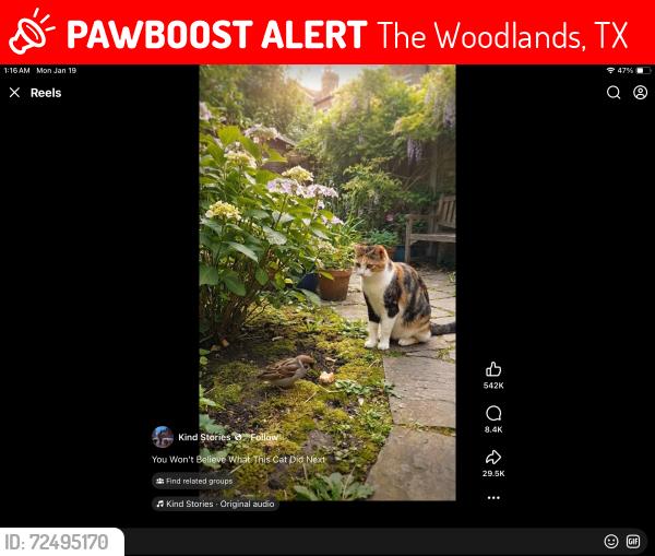 Lost Female Cat last seen Tanglebrush and Riverbank.    South Panther Creek 77381, The Woodlands, TX 77381
