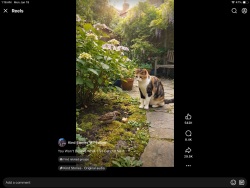 Lost Female Cat last seen Tanglebrush and Riverbank.    South Panther Creek 77381, The Woodlands, TX 77381