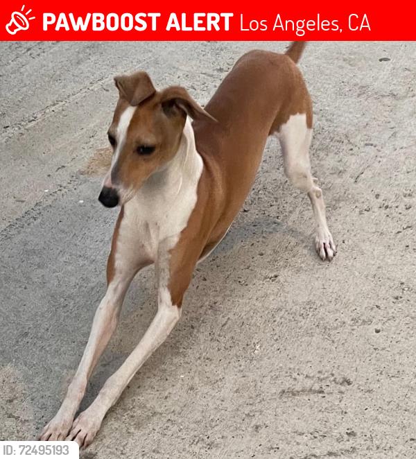 Lost Male Dog last seen Gage Ave, Los Angeles, CA 90063