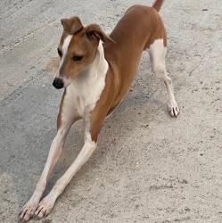 Lost Male Dog last seen Gage Ave, Los Angeles, CA 90063