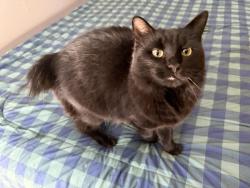 Lost Female Cat last seen Alroso and Lakehurst , Port St. Lucie, FL 34983