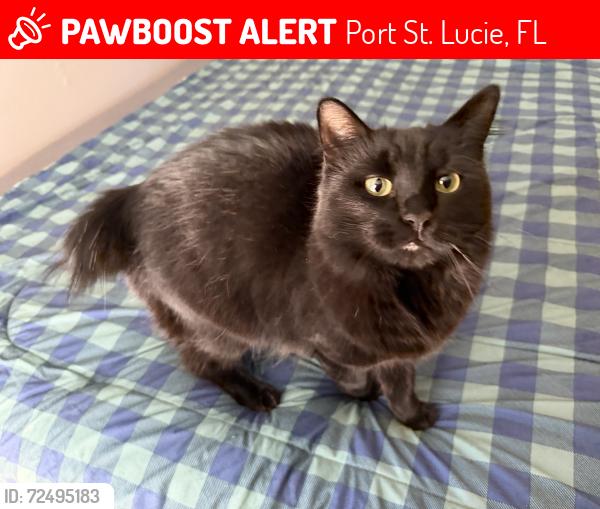 Lost Female Cat last seen Alroso and Lakehurst , Port St. Lucie, FL 34983