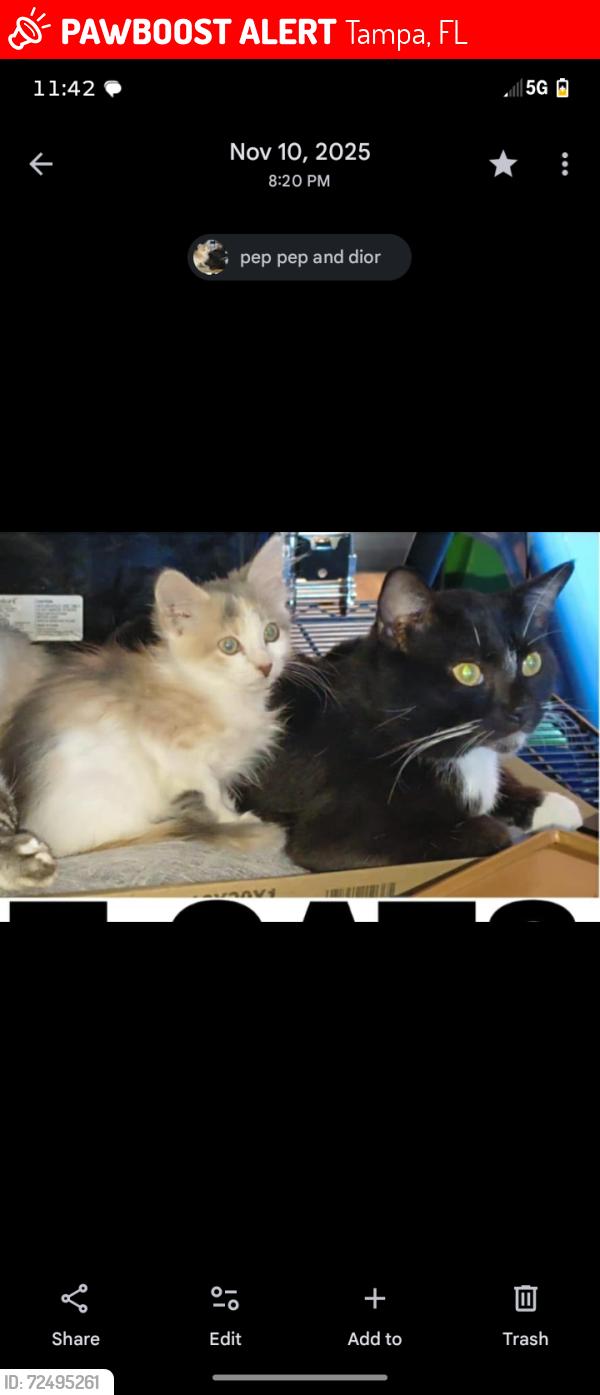 Lost Male Cat last seen Rome and main and main and Armenia , Tampa, FL 33607