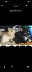 Lost Male Cat last seen Rome and main and main and Armenia , Tampa, FL 33607