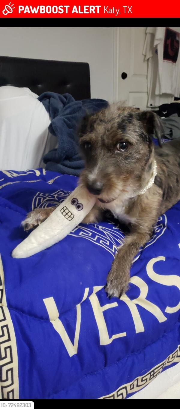 Lost Female Dog last seen Just know she got lost in Katy, Katy, TX 77493