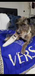 Lost Female Dog last seen Just know she got lost in Katy, Katy, TX 77493