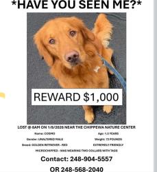 Lost Male Dog last seen Chippewa Nature Center, Midland, MI 48640