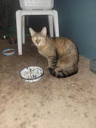 Lost Female Cat last seen Crosspoint Community near Salt Lake, Honolulu, HI 96818