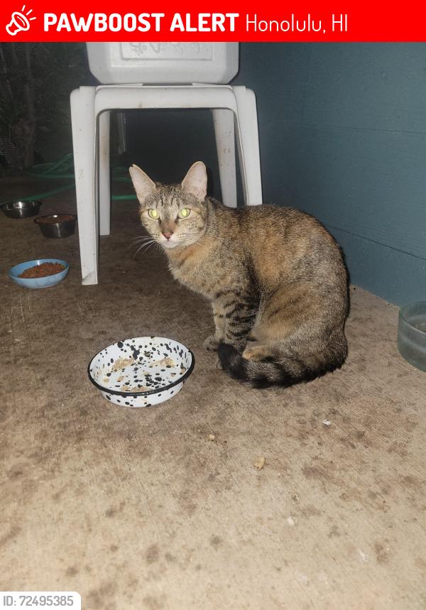 Lost Female Cat last seen Crosspoint Community near Salt Lake, Honolulu, HI 96818