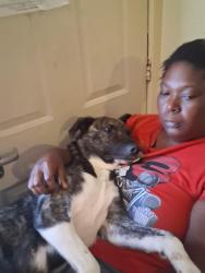 Lost Female Dog last seen Baxar St, Langdon Rd, Sampson St, and Simpson Stuart Rd, Dallas, TX 75216