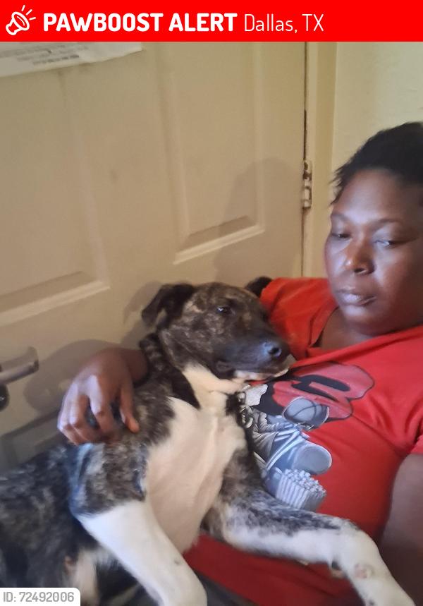 Lost Female Dog last seen Baxar St, Langdon Rd, Sampson St, and Simpson Stuart Rd, Dallas, TX 75216