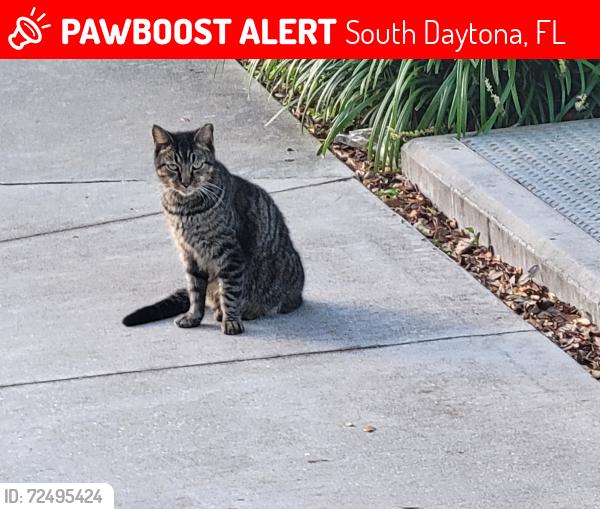 Lost Male Cat last seen Aurora St. and 2nd St., South Daytona, FL 32119