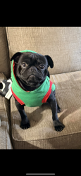 Lost Male Dog last seen Lova Dr, Victoria, TX 77901
