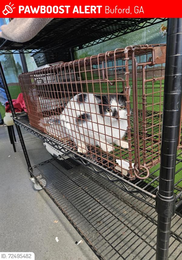 Lost Female Cat last seen Plunkett rd, Buford, GA 30519
