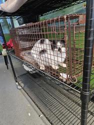 Lost Female Cat last seen Plunkett rd, Buford, GA 30519
